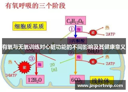 有氧与无氧训练对心脏功能的不同影响及其健康意义